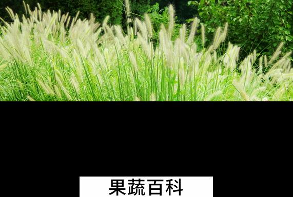果蔬百科狼尾草的功效与作用