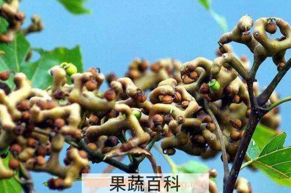 拐枣泡酒的功效与作用