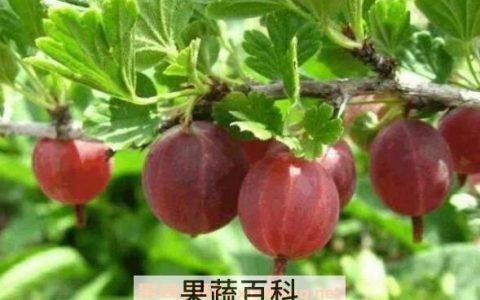 羊奶果图片 佛灯果和羊奶果的区别图片