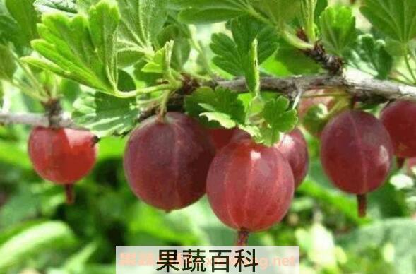 佛灯果和羊奶果的区别