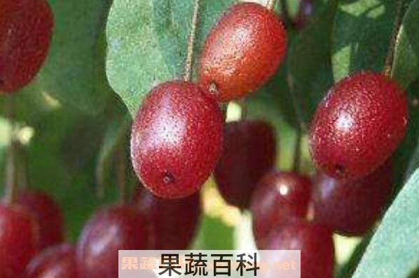 佛灯果和羊奶果的区别
