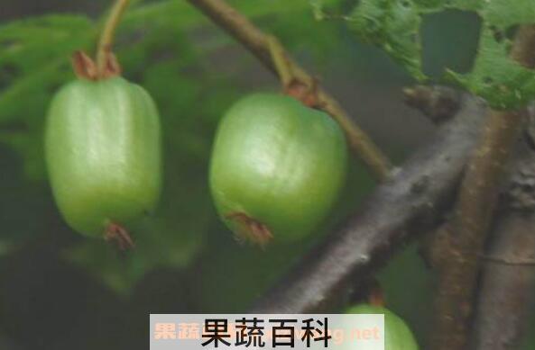 野生圆枣子怎么吃 野生圆枣子的功效