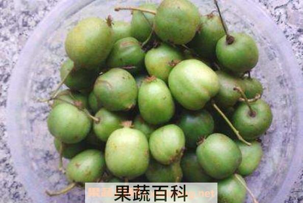 野生圆枣子怎么吃 野生圆枣子的功效