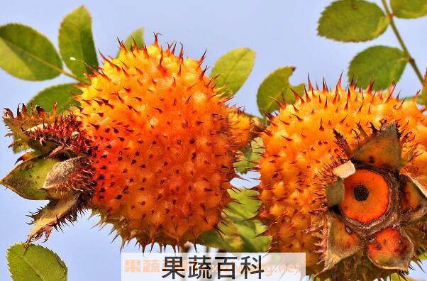刺梨子的功效与作用
