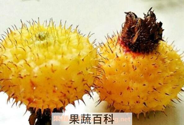 刺梨子的功效与作用