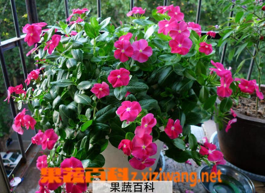 果蔬百科长春花如何播种
