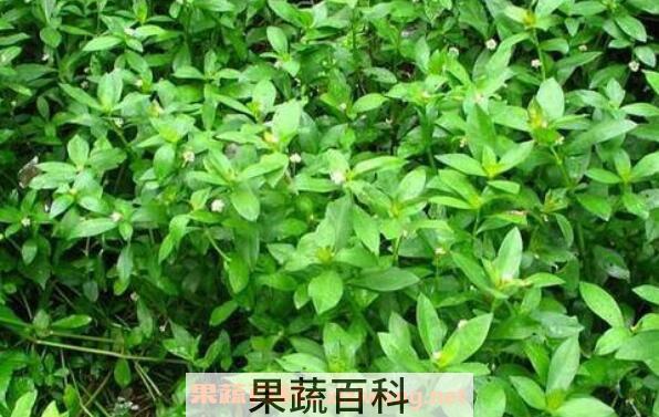 空心苋的功效与作用 空心苋的副作用