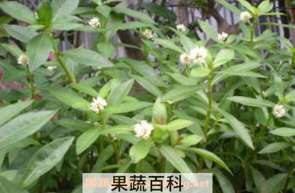 空心苋的功效与作用 空心苋的副作用