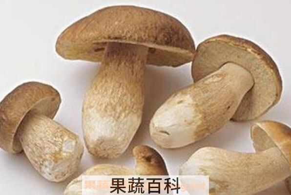 白牛肝菌的功效与作用