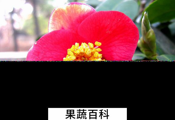 果蔬百科山茶花的养殖方法与注意事项