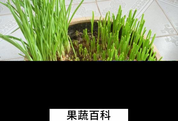 果蔬百科盆栽大蒜的种植方法