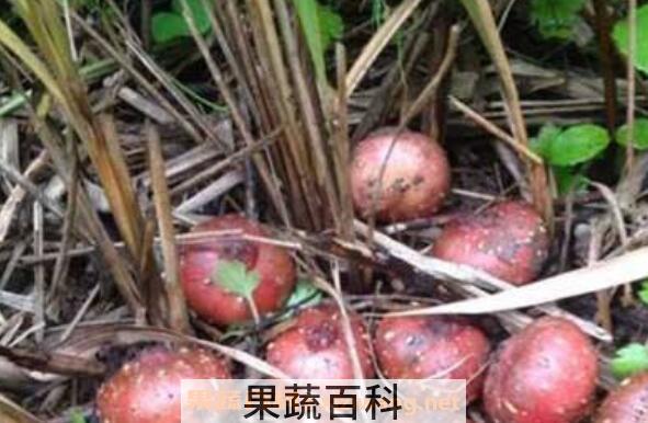 地枇杷是什么 地枇杷的功效与作用