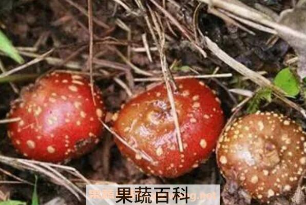 地枇杷是什么 地枇杷的功效与作用