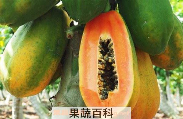 木瓜