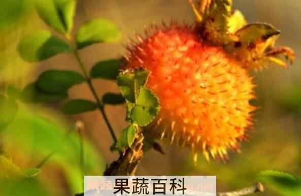 野生刺梨的作用与功效
