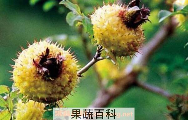 野生刺梨的作用与功效
