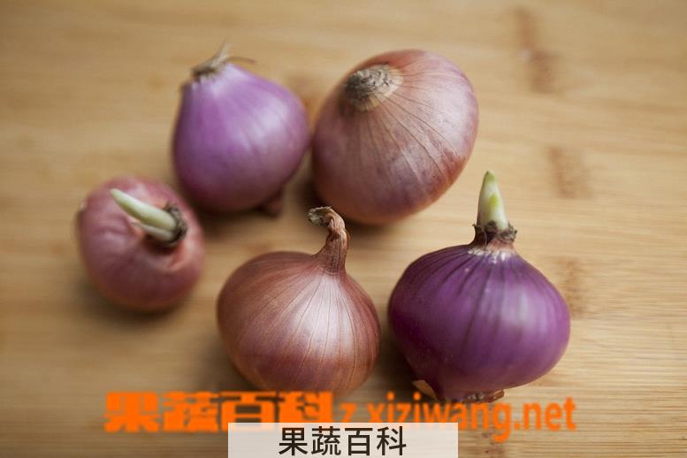 果蔬百科如何种植红葱头