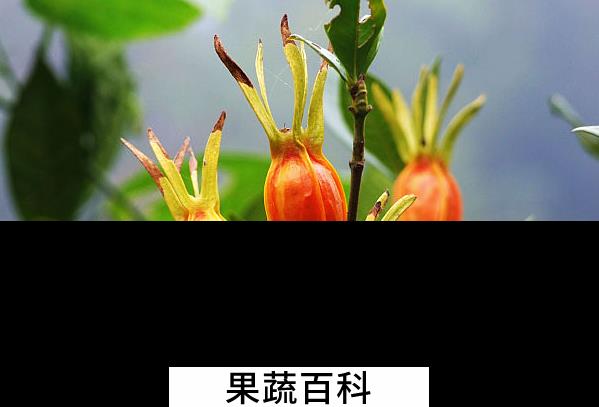 果蔬百科栀子能治什么病