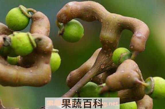 拐枣的功效与作用 拐枣的食用禁忌
