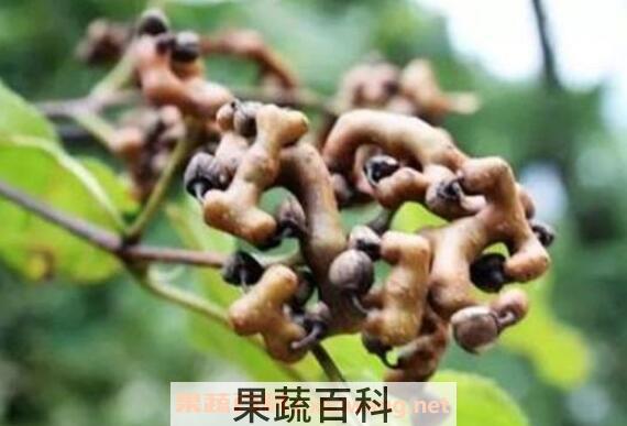 拐枣的功效与作用 拐枣的食用禁忌