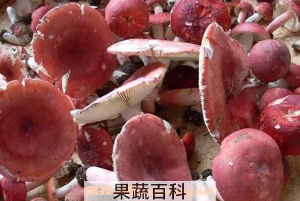 红菌菇的功效与作用