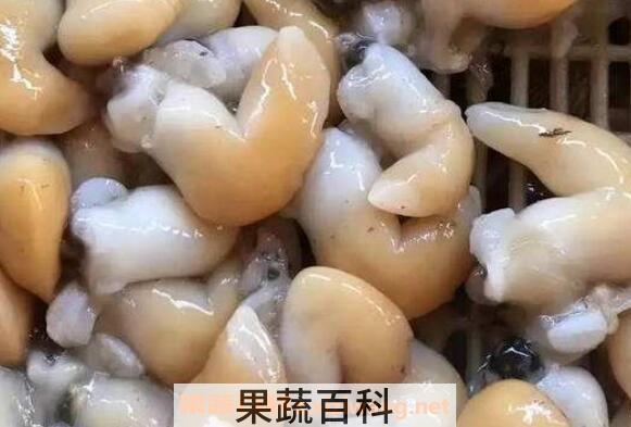 鸟贝的功效与作用