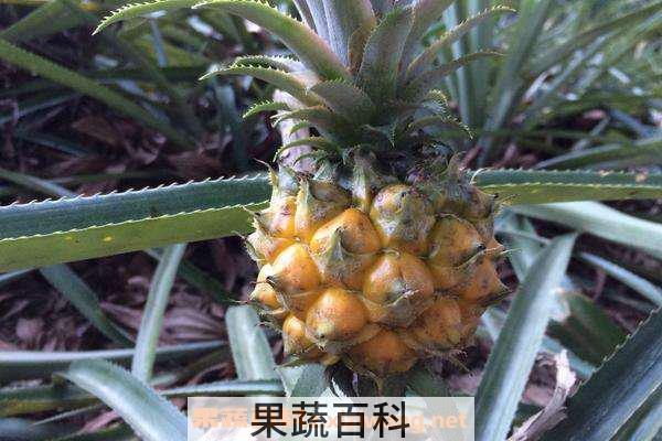菠萝