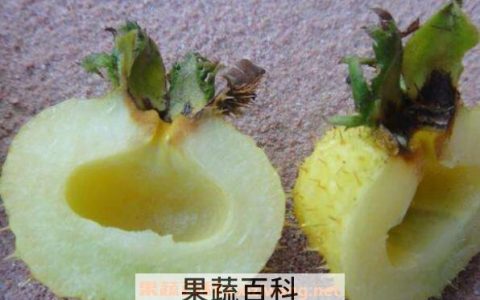 野生刺梨怎么吃 野生刺梨的食用方法