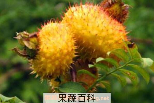 野生刺梨怎么吃 野生刺梨的食用方法