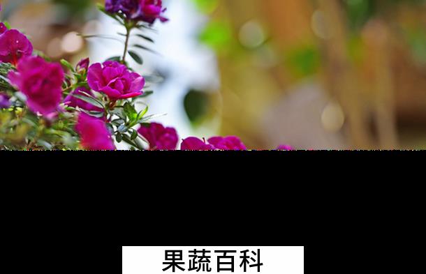 果蔬百科怎样让杜鹃在春节开花