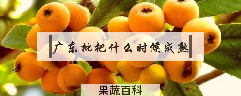 广东枇杷什么时候成熟