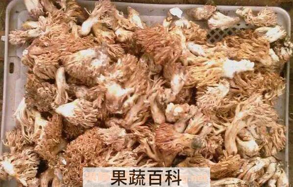 刷把菌的好处和坏处