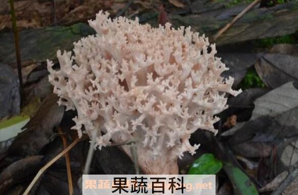 刷把菌的好处和坏处