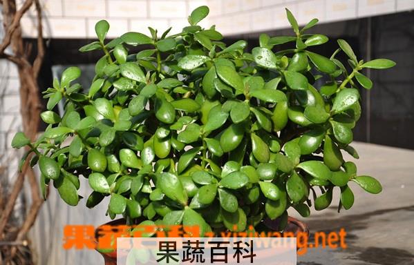 果蔬百科碧玉的养殖方法及图片欣赏