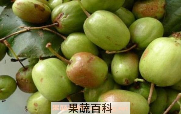 圆枣子的功效与作用