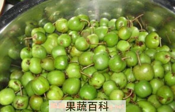 圆枣子的功效与作用