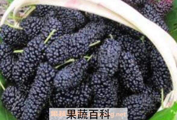 桑梓泡酒的功效与作用 桑梓泡酒有什么作用