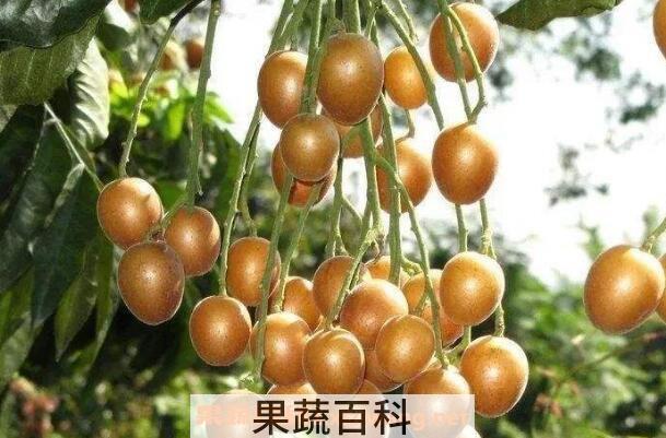 黄皮果泡酒的做法 黄皮酒的制作方法