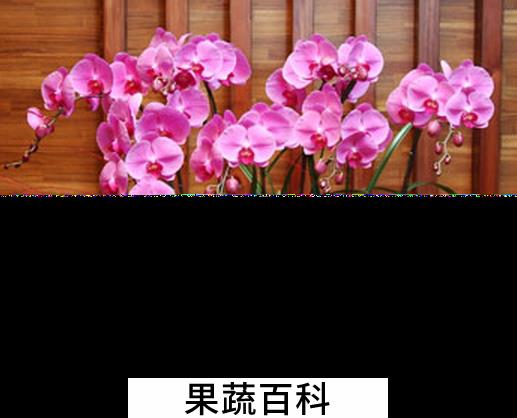 果蔬百科蝴蝶兰怎么养