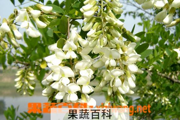 果蔬百科槐花的营养价值是与食用方法