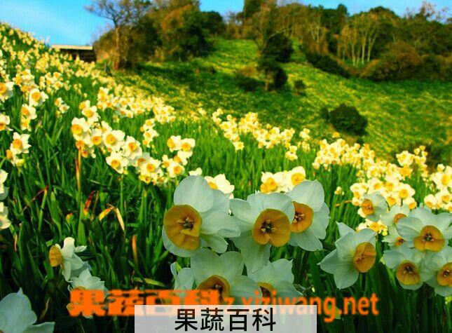 果蔬百科水仙花的养殖方法和注意事项
