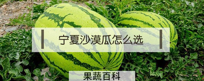 宁夏沙漠瓜怎么选