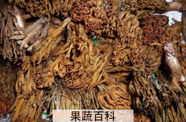 刷把菌的功效和作用 刷把菌的副作用