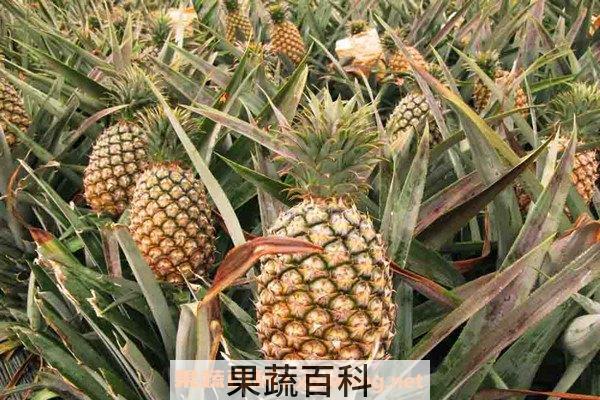 菠萝