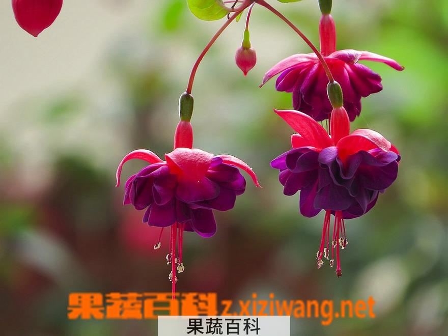 果蔬百科倒挂金钟的养殖方法全解