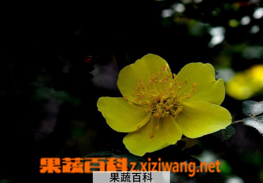 果蔬百科单瓣黄刺玫怎么种