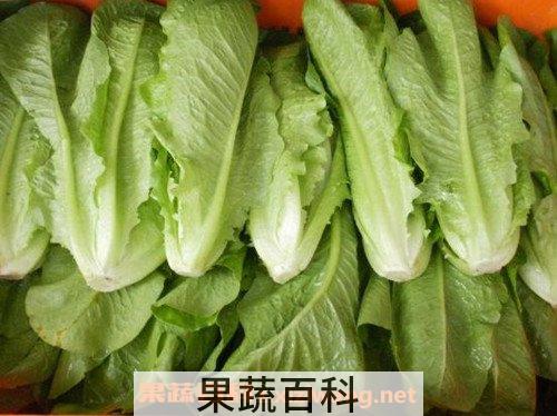 罗马生菜