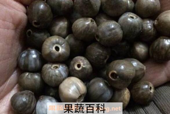 草珠子的功效与作用