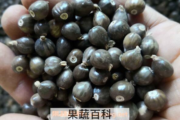 草珠子的功效与作用