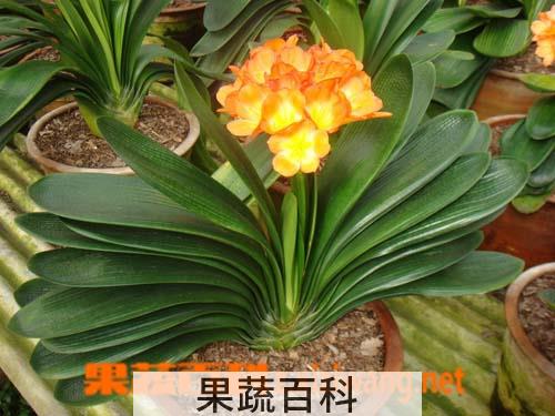 果蔬百科君子兰烂根怎么办